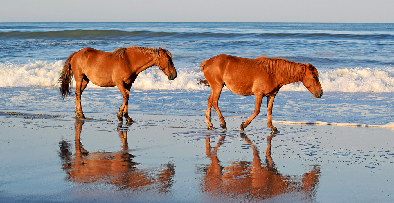 Wild horses on the Corolla shore